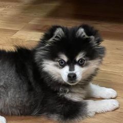 Kiana - Alaskan Klee Kai