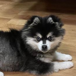 Kiana - Alaskan Klee Kai