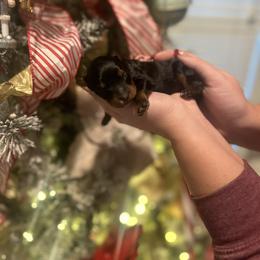 Noel - Phantom female Bernedoodle puppy in Alabama from Peach & Pawmetto Doodles