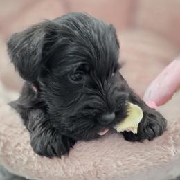 Fancy - Black female Miniature Schnauzer puppy in Howell Township, New Jersey from Kateryna's Miniature Schnauzers
