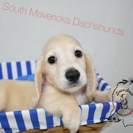 Light cream boy - Cream male Dachshund puppy in Seminary, Mississippi from Down South Mavericks Dachshunds