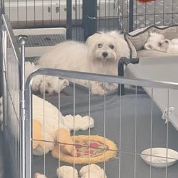 Coton de Tulear puppies from Four Lochs LLC