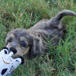 Yankee BMF brightest copper - Blue merle female Aussiedoodle puppy in Lawton, Oklahoma from Lindsey’s Aussies