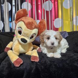 Bambi (lavender collar) - Blenheim female Cavapoo puppy in Modesto, California from Molly n Friends
