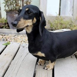 Savvy - Dachshund
