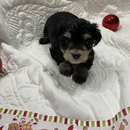 Rosette-Purple collar - Black and silver female Miniature Schnauzer puppy in Stevenson, Alabama from Joyce's Miniature Schnauzers