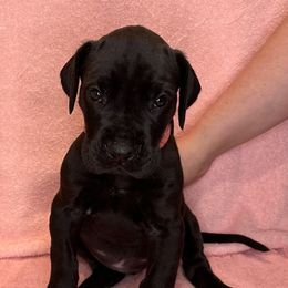 Great Dane Puppies from B3 Kennels