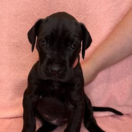 Great Dane Puppies from B3 Kennels