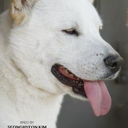Jindo All Grown Up from Hwarang Kennel Korean Jindo | 화랑 진돗개