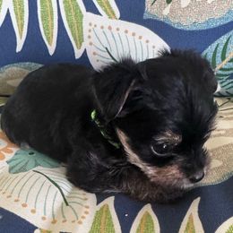 Ronnie-Green Collar - Black and tan male Yorkshire Terrier puppy in Lampasas, Texas from Lone Star Yorkies Texas