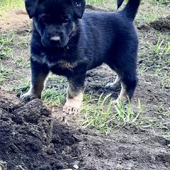 German Shepherd Puppies from Struenebach kennel
