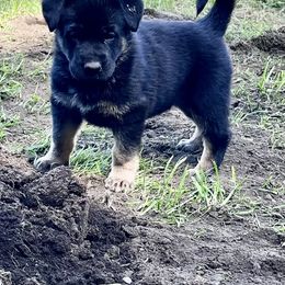 German Shepherd Puppies from Struenebach kennel