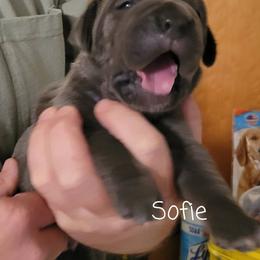 Cane Corso Puppies from Samantha Jackson