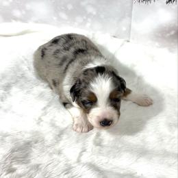 Tigger - Blue merle male Australian Shepherd puppy in Vail, Iowa from Homegrown Huskies