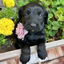 Candy - Light Pink - Black female Australian Labradoodle puppy in Citrus Heights, California from Elite Blend Labradoodles