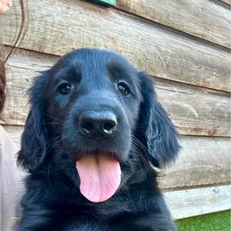Eleanor - Black female Flat-Coated Retriever puppy in Park Rapids, Minnesota from Catori