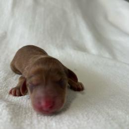 1st born male - Brindle male Dachshund puppy in Sebring, Florida from Mini Weenies