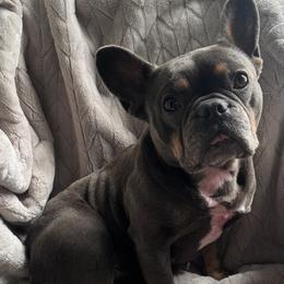 French Bulldogs from Grays Frenchies