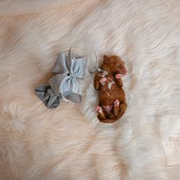 Grey - Red  male Goldendoodle puppy in Platteville, Wisconsin from Beck Kennel