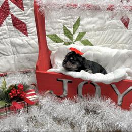 Sable - Black female Miniature Schnauzer puppy in Huntington, Utah from Schnauzers on Robinson Lane