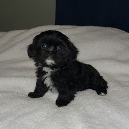 Jade - Black and white female Shih Tzu puppy in Hull, Georgia from Precious to the world Shih Tzu’s