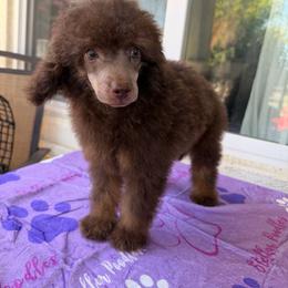 AJ - Brown male Poodle puppy in Lathrop, California from Stellar Poodles