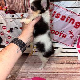 Nathan - Black and tan male Chihuahua puppy in Palmyra, Indiana from Country Star Chihuahuas