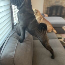 Chinese Shar-Pei All Grown Up from Setareh Chinese Shar Pei