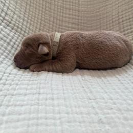 Teal collar - Silver female Dilute Retriever puppy in Valley Center, California from Stunning Silver Bullets Labradors