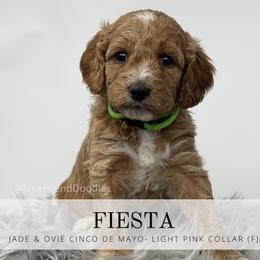 FIESTA - light pink collar - Apricot female Goldendoodle puppy in Watertown, New York from True Friend Doodles