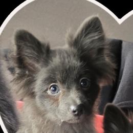 Brittany - Blue female Pomeranian puppy in Mays Landing, New Jersey from KB Pom Pups