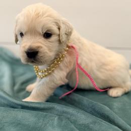 Hot Pink - Light golden female Golden Retriever puppy in Brewster, Washington from AB & Co. Goldens