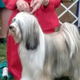 Olivia - Tibetan Terrier