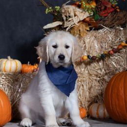 Dark Blue - Light golden male Golden Retriever puppy in Donnelly, Idaho from Valley County Goldens