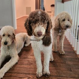 Goldendoodles and Poodles from Jericho Junction Doodles and Poodles