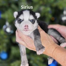 Sirius - Black and white male Pomsky puppy in Fredericksburg, Virginia from Purely Pomskies