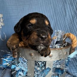 Cupid - Black phantom female Aussiedoodle puppy in Lodi, California from KJ Doodles
