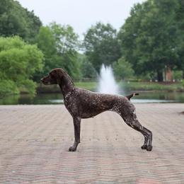Emmie - German Shorthaired Pointer