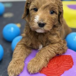 Felicity - purple collar - Red  female Goldendoodle puppy in Yuciapa, California from AlltheDoodlez_