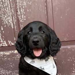 Goldendoodle Puppies from Muddy Acre Pups