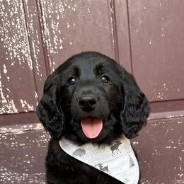 Goldendoodle Puppies from Muddy Acre Pups