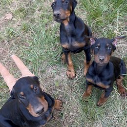 Doberman Pinscher Puppies from Bhon Mhuir Dobermanns