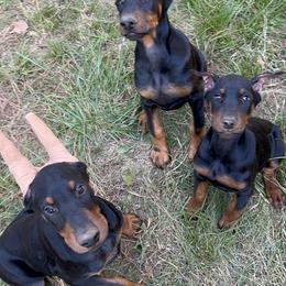 Doberman Pinscher Puppies from Bhon Mhuir Dobermanns