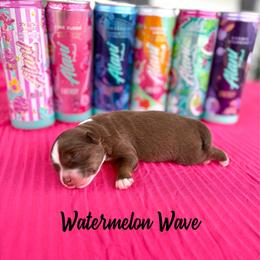 Watermelon Wave - Red tri-color female Australian Shepherd puppy in Jena, Louisiana from Diamond 5 Aussies