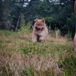 Pomsky and Siberian Husky Puppies from Kristie’s Husky Haven