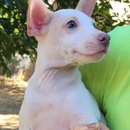 Finley - White and lemon male Rat Terrier puppy in Concord, California from Dal Cais Rat Terriers