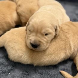 Ellen - Golden female Golden Retriever puppy in Saint Pauls, North Carolina from Copperfield’s Goldens