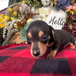 Tiny black and tan male - Black and tan male Dachshund puppy in Vineland, New Jersey from Corgis at the Jersey Shore/Frenchie Connection
