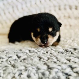Washi - Black and tan male Shiba Inu puppy in Trenton, Nebraska from Prairie Shibas