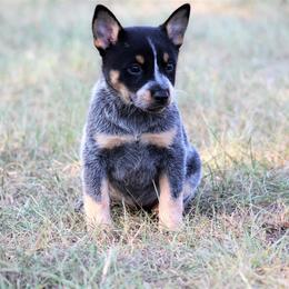 Australian Cattle Dog Puppies from Cowboy Tuff Stock Dogs